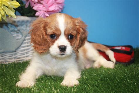The price of Cavalier King Charles Spaniel puppies for sale Houston depends on several factors like gender, coat color, pedigree, and the breeder’s experience. This is also why rare types of Cavalier King Charles Spaniel puppies in Houston fetch a higher price. The good news is, our network offers a wealth of options, making it easy for you ... 